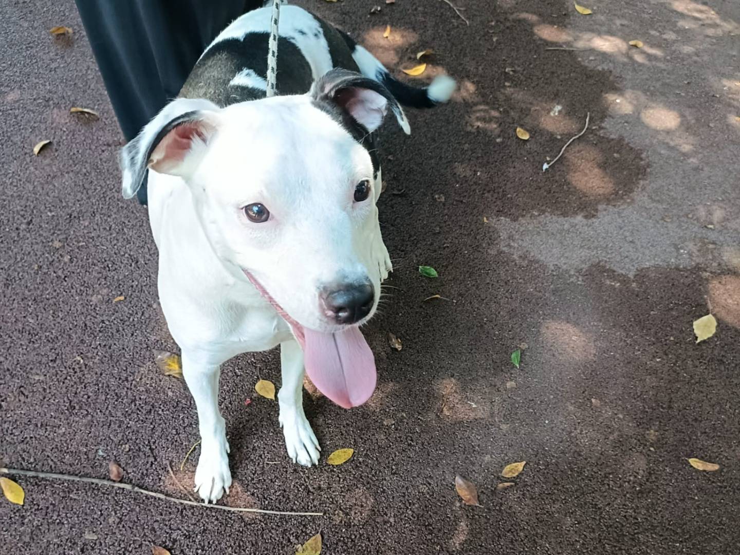 Adotta un cane, taglia media contenuta, femmina, Palermo
