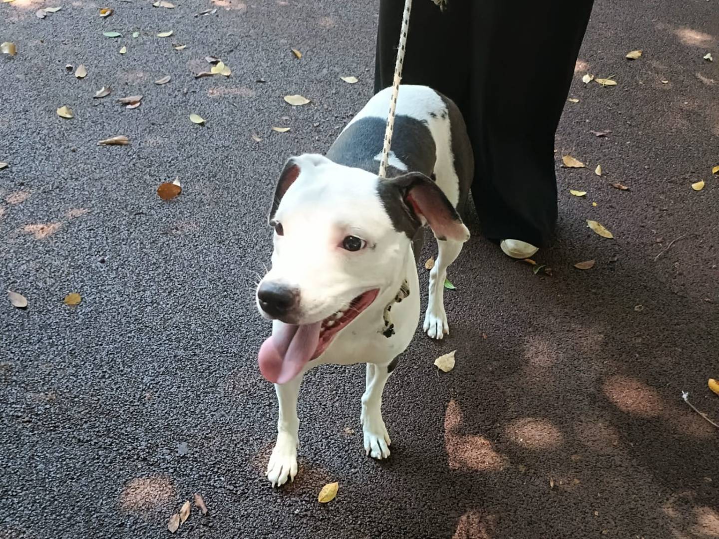 Vuoi adottare un cane a Palermo?
