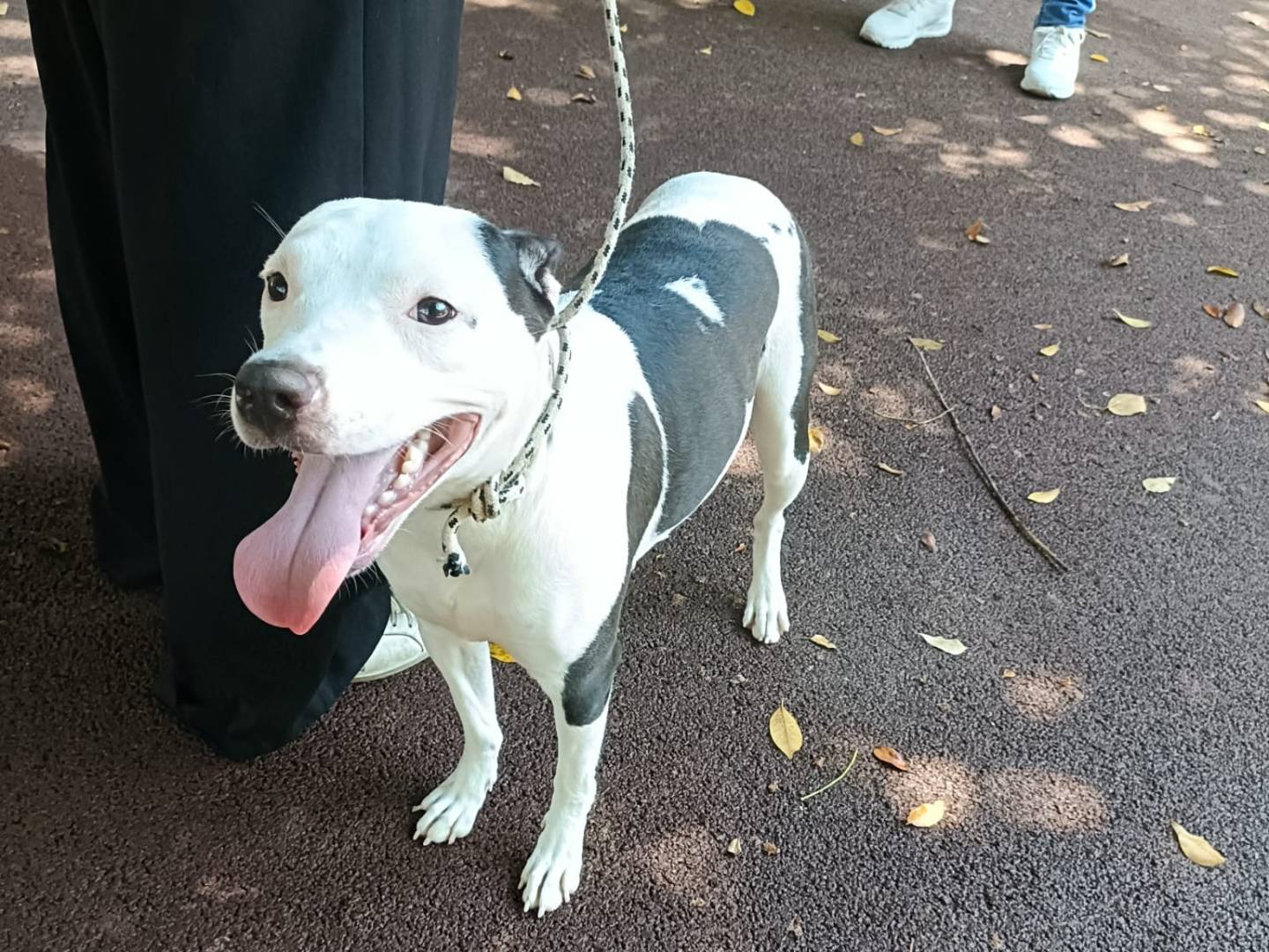 Adotta il cane Carolina a Palermo