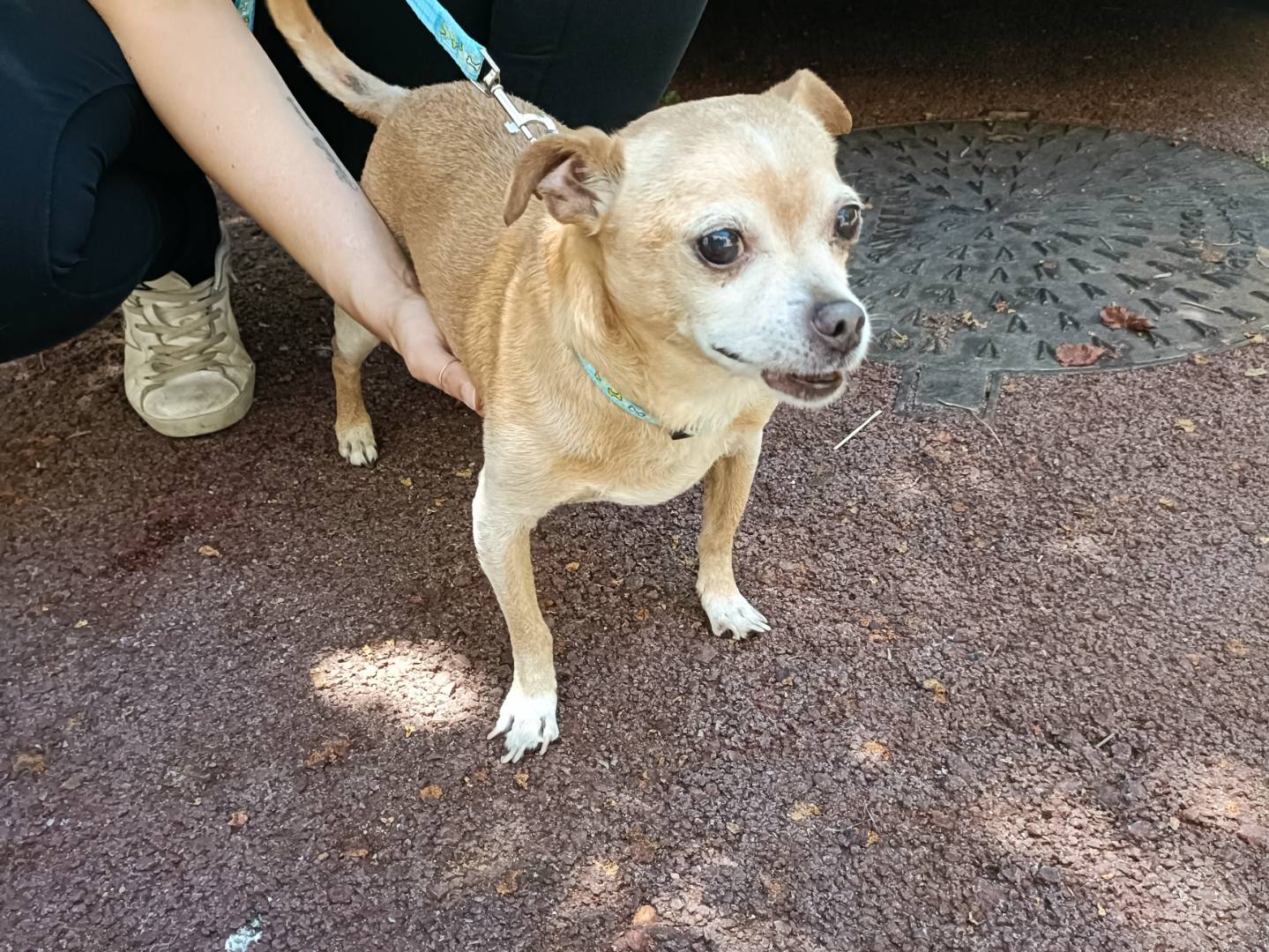 Vuoi adottare un cane a Palermo?