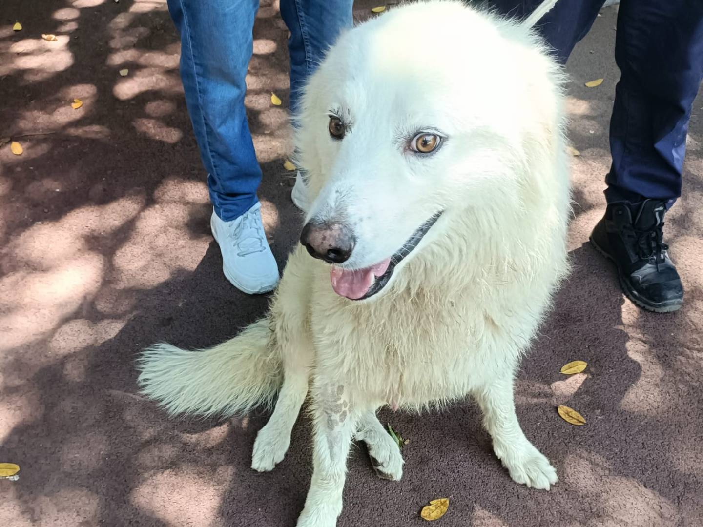 Adozione cane, maschio, Razza sconosciuta Razza sconosciuta, 1 anno, taglia media, Palermo