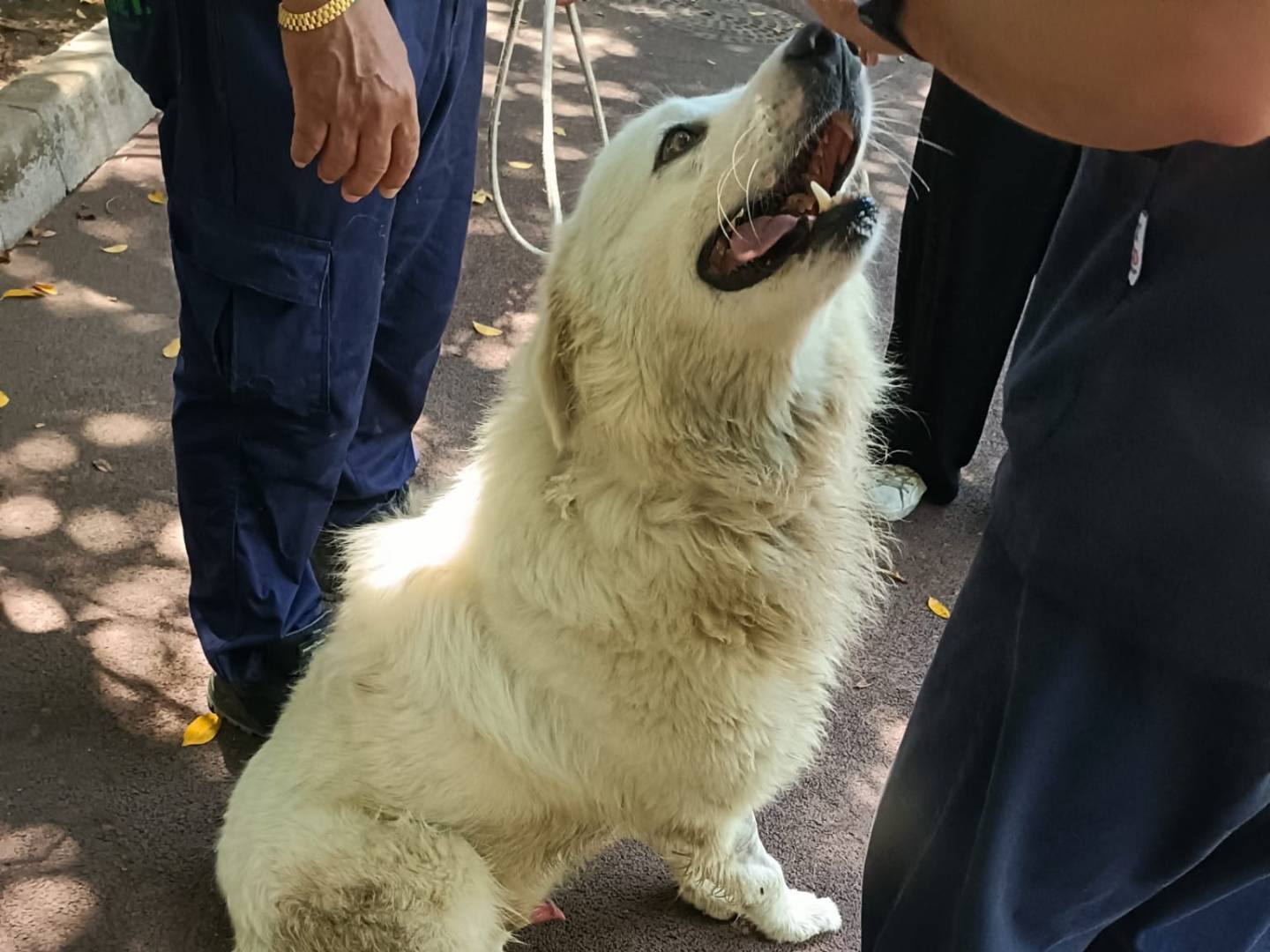 Adotta un cane, taglia media, maschio, Palermo