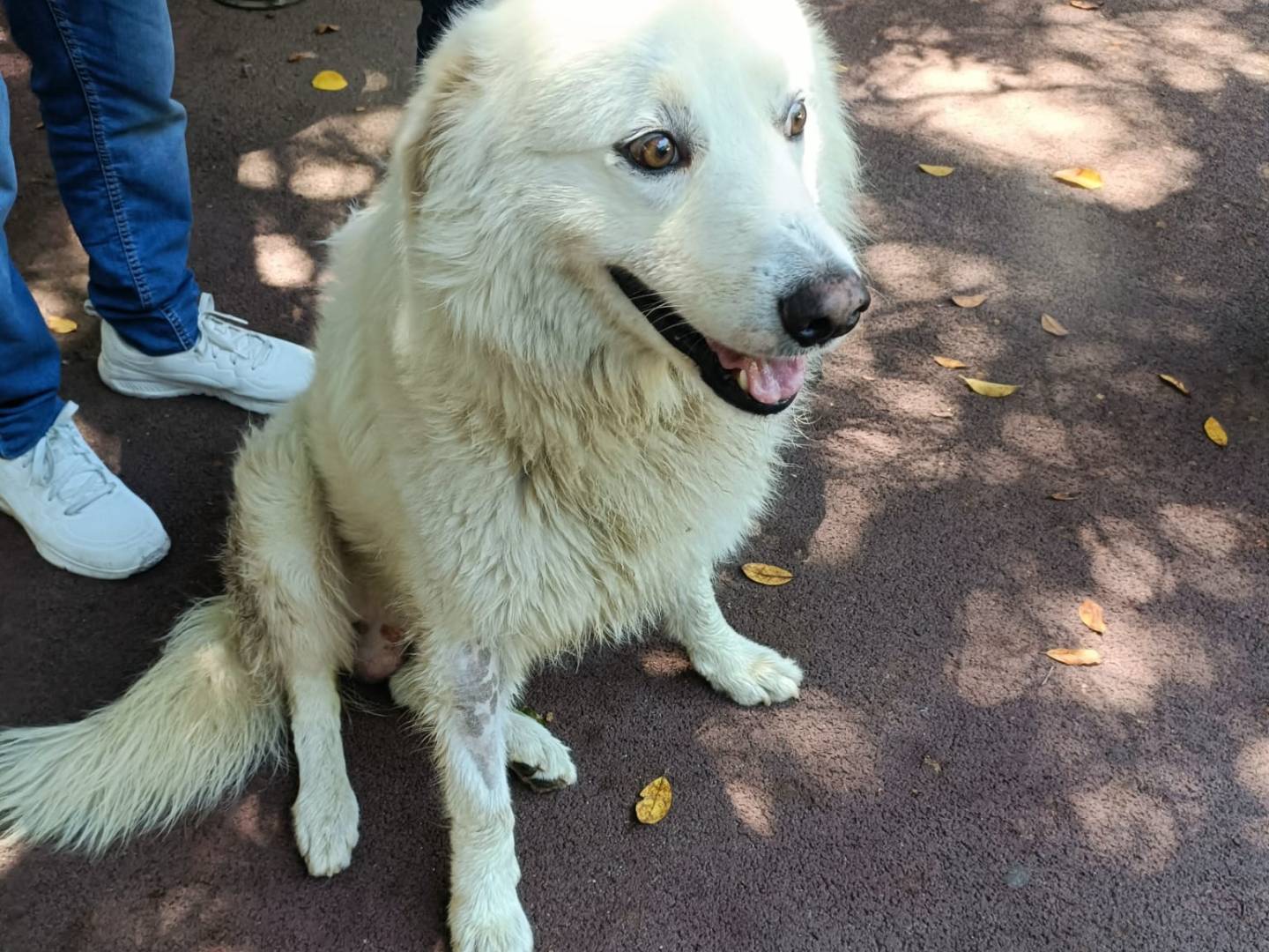 Adotta il cane Luca a Palermo