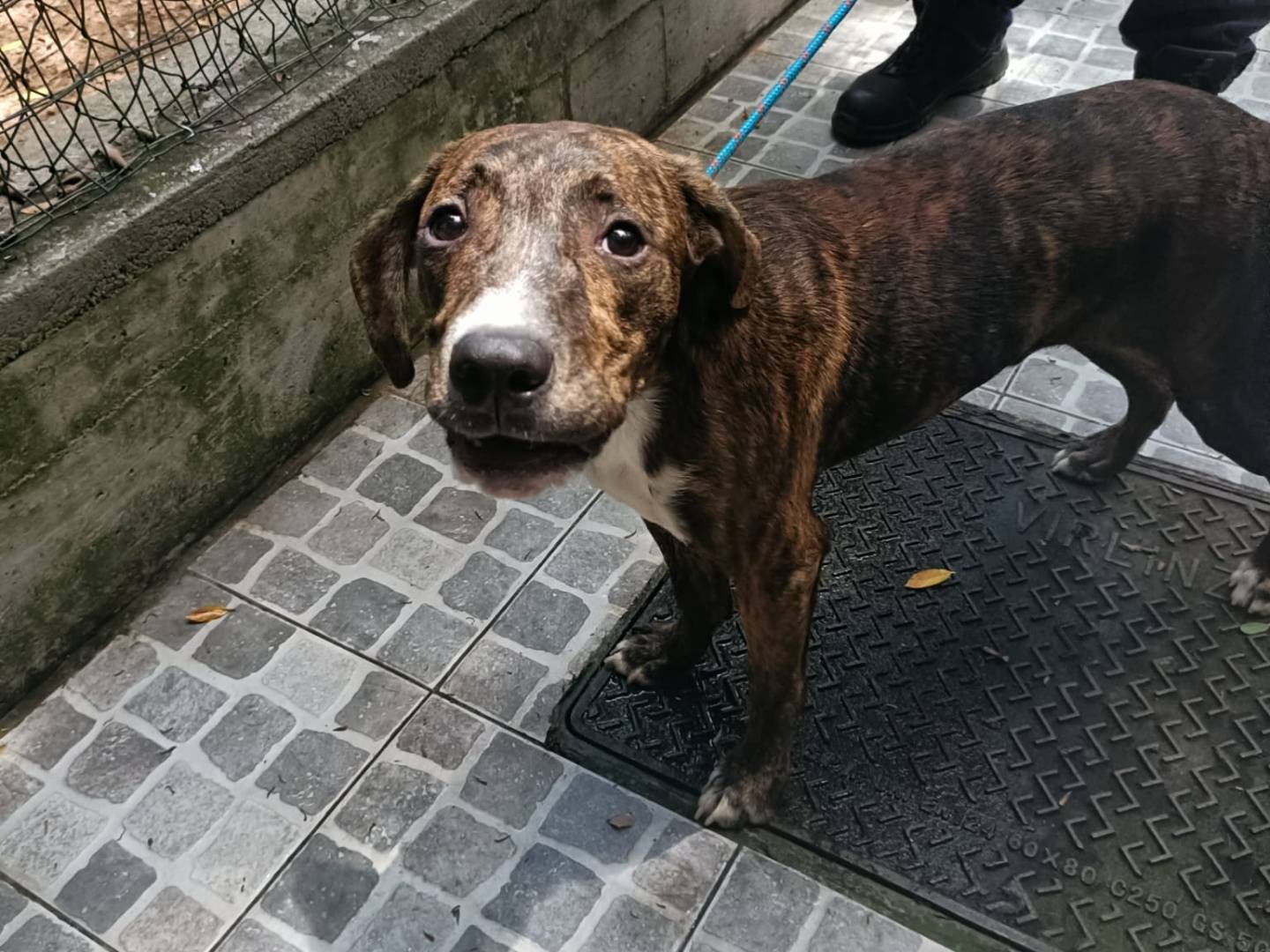 Adozione cane, maschio, Razza sconosciuta Razza sconosciuta, 1 anno, taglia piccola, Palermo
