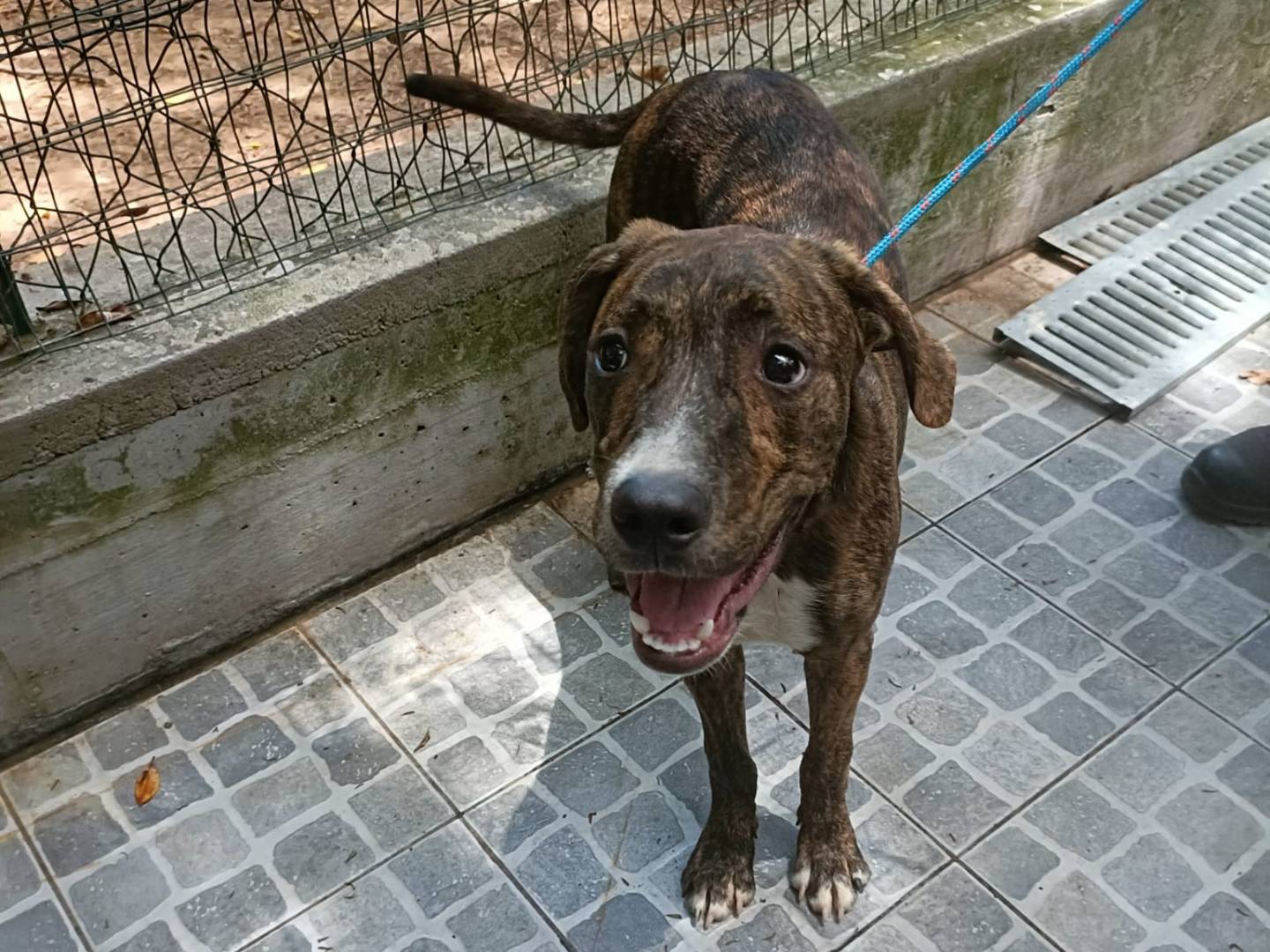 Adotta un cane, maschio, 1 anno, Palermo