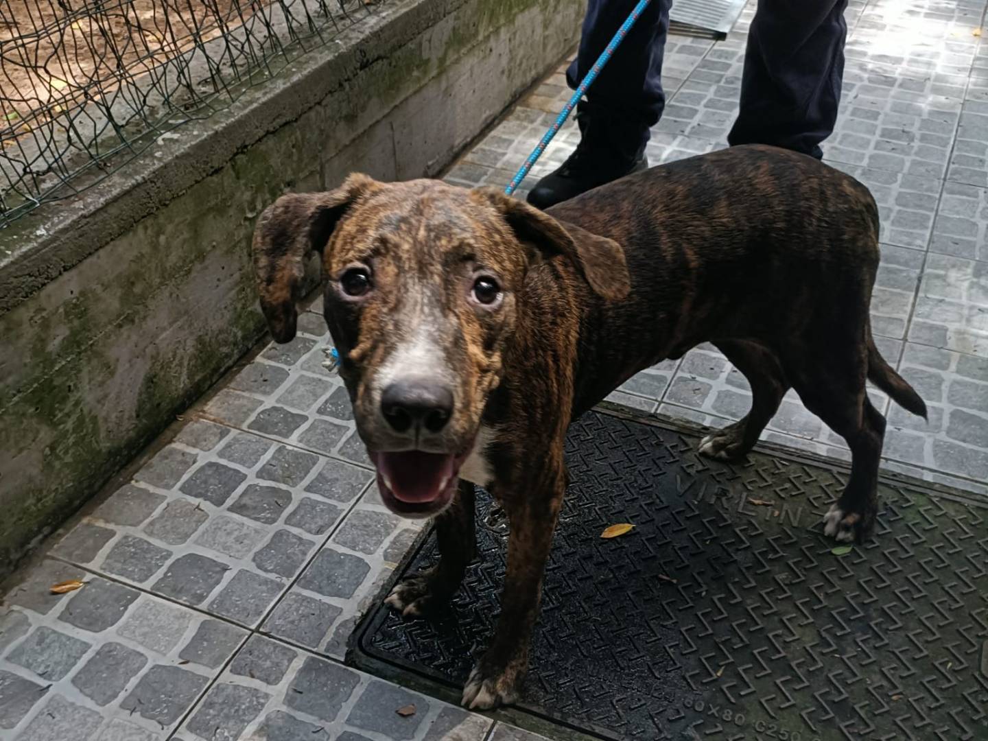 Vuoi adottare un cane a Palermo?
