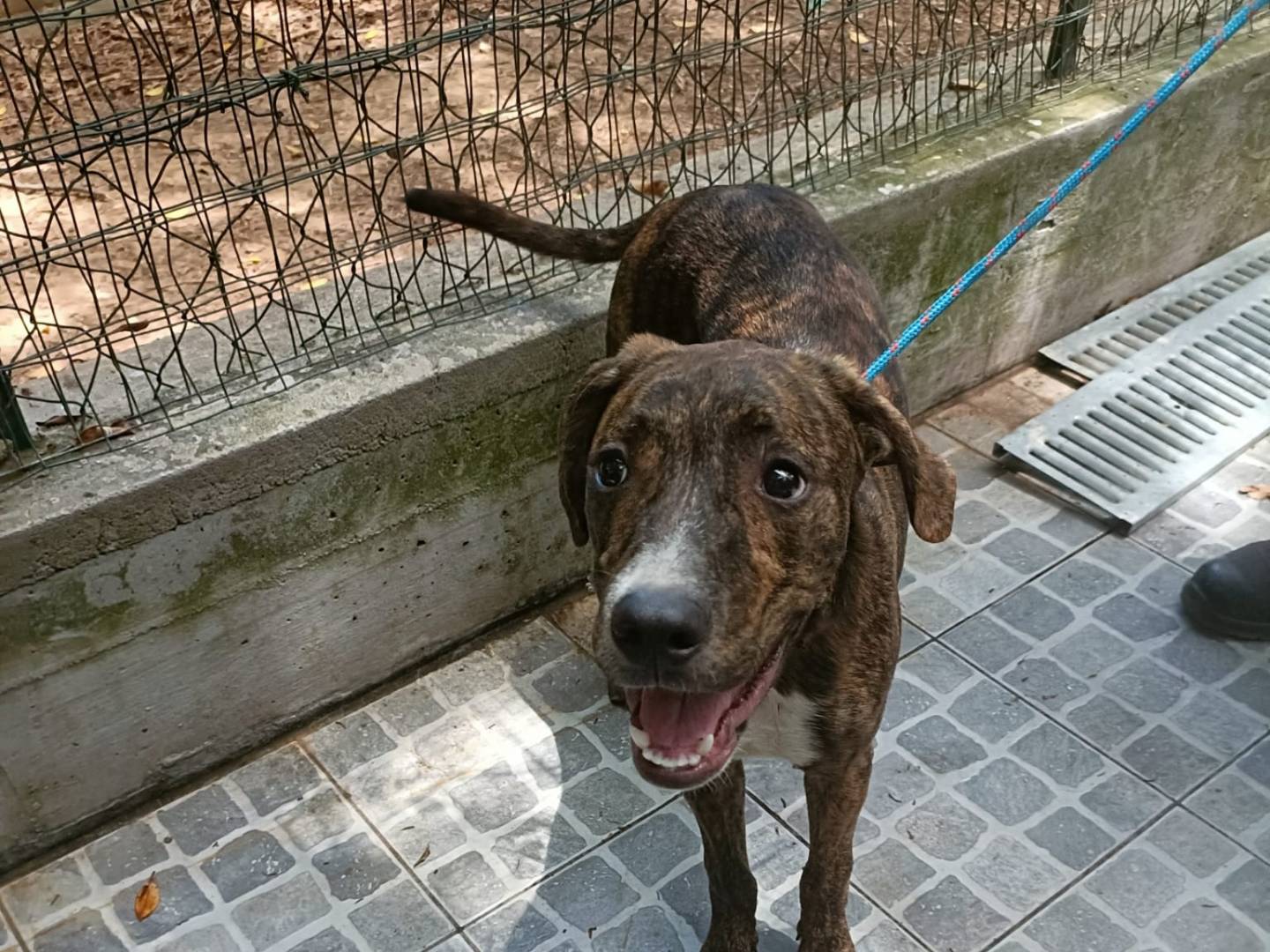 Adotta il cane Pino a Palermo