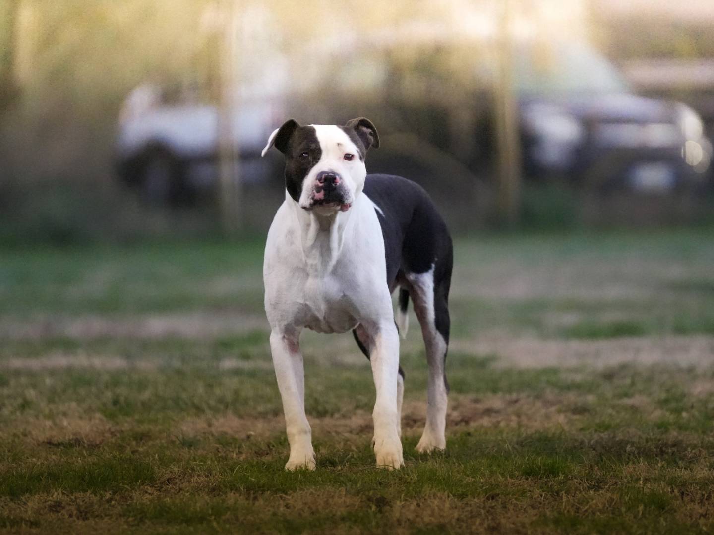 Adozione cane, maschio, Pitbull Razza sconosciuta, 8 anni e 6 mesi, taglia media, Roma