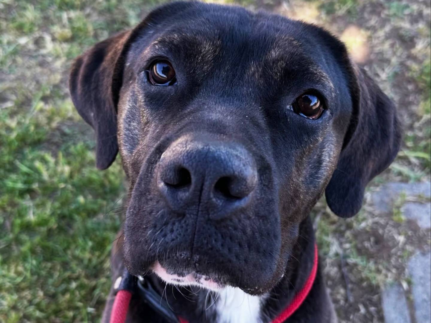Adozione cane, maschio, Corso Razza sconosciuta, 1 anno e 7 mesi, taglia grande, Roma