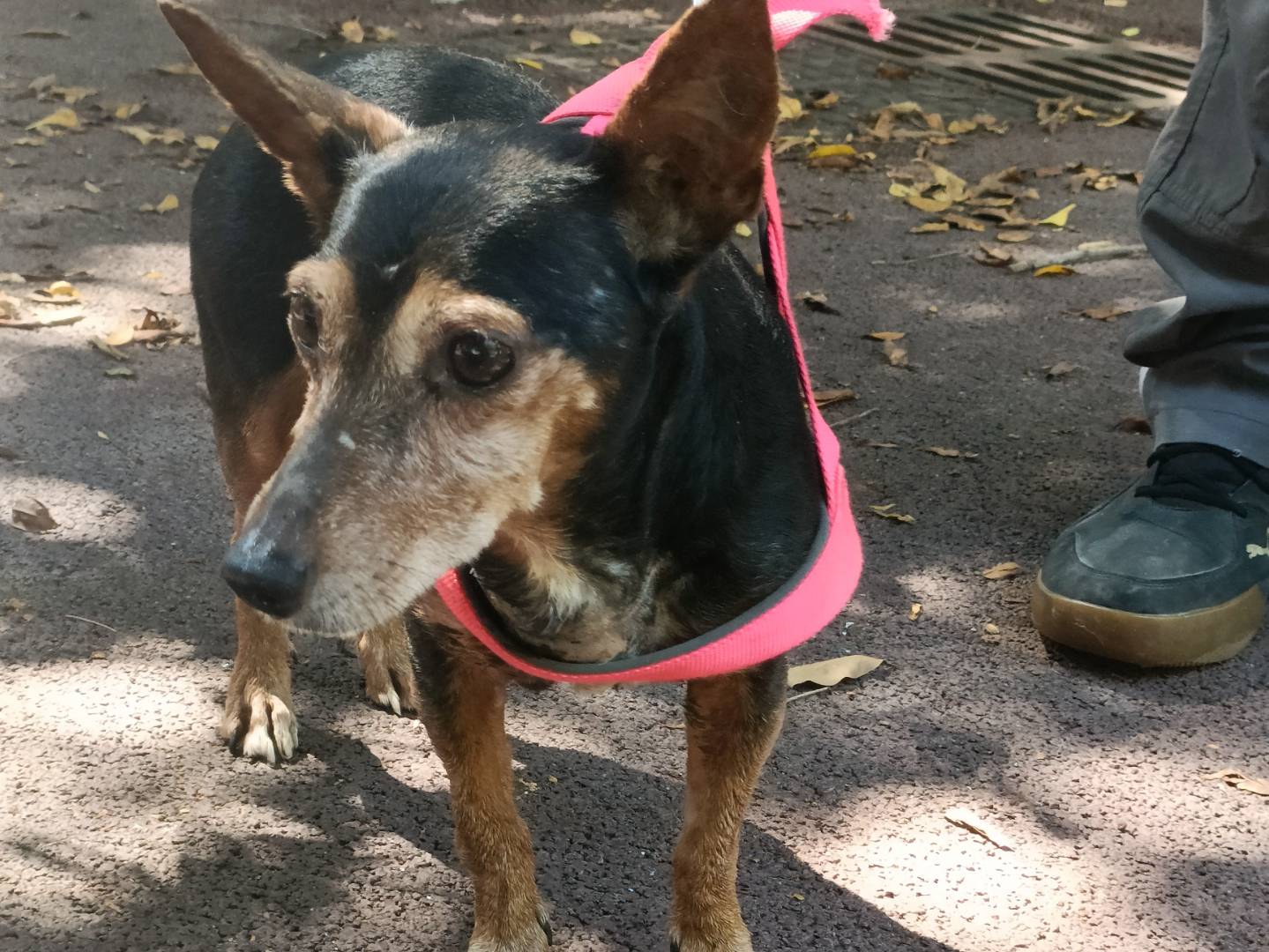Adozione cane, femmina, Pinscher Razza sconosciuta, 6 anni e 1 mese, taglia piccola, Palermo