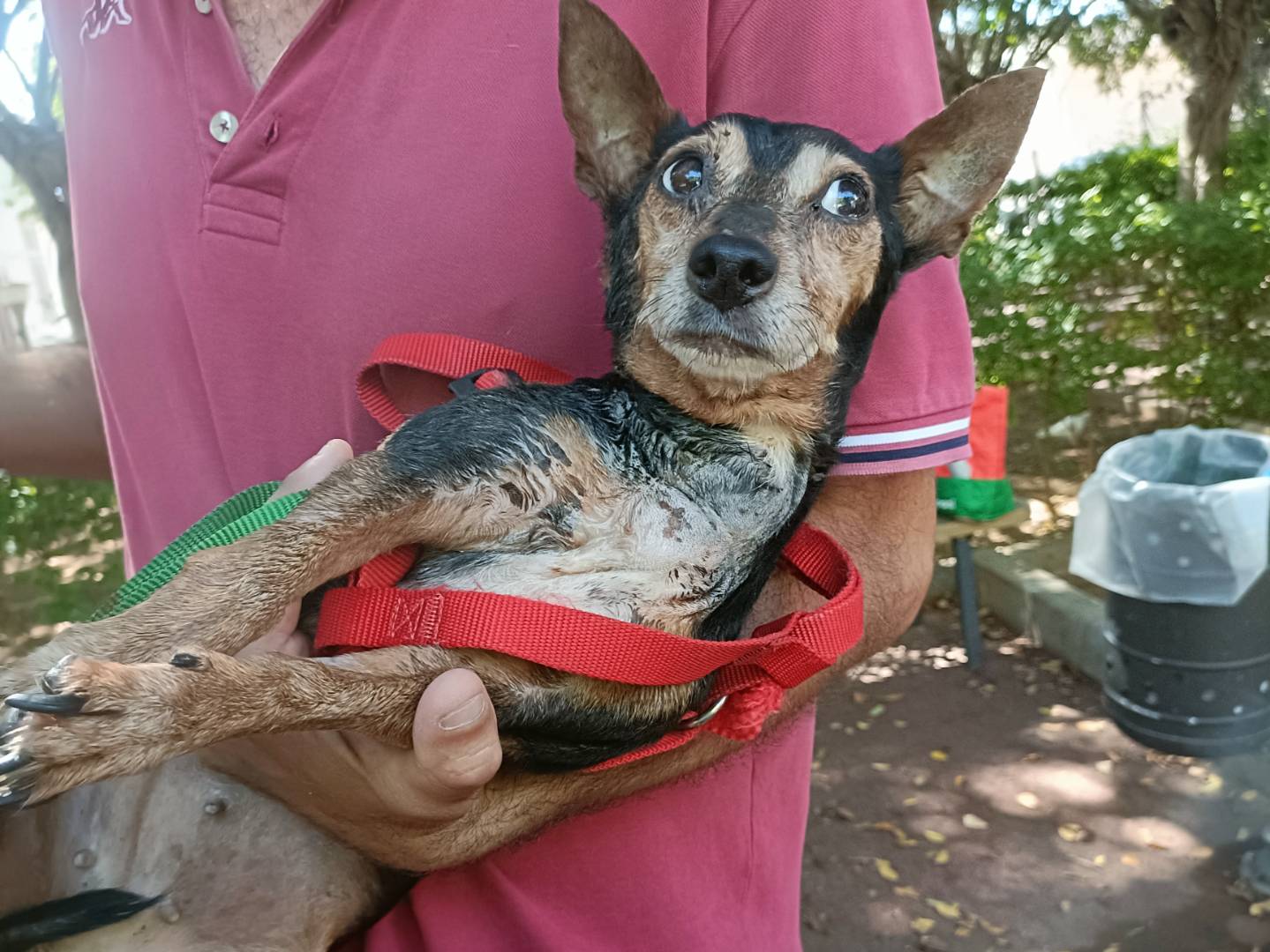 Adotta un cane, femmina, 6 anni e 1 mese, Palermo