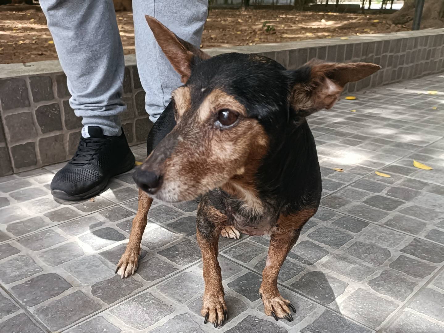 Vuoi adottare un cane a Palermo?