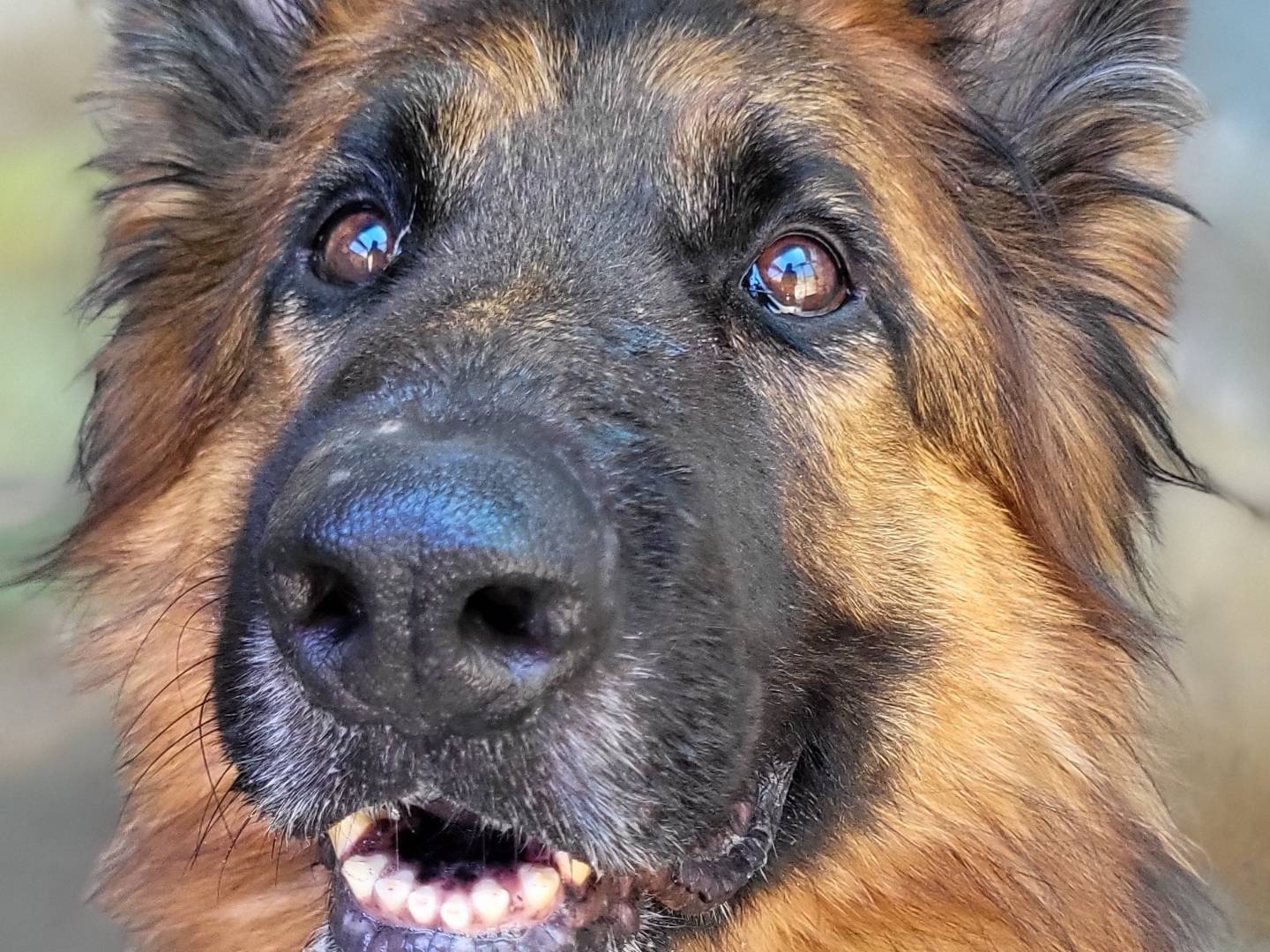 Adozione cane, maschio, Pastore tedesco Razza sconosciuta, 7 anni e 7 mesi, taglia grande, Roma