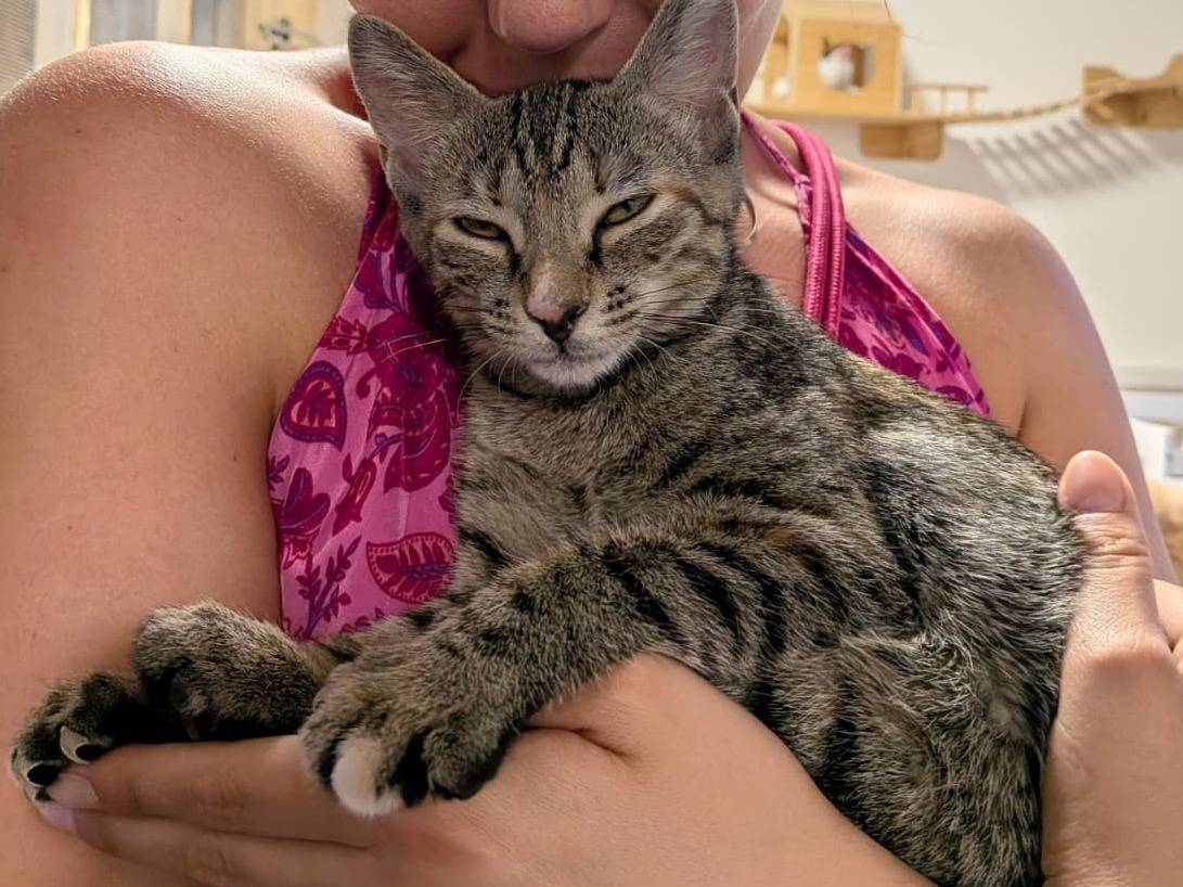Adotta un gatto, taglia non valida, femmina, Bari