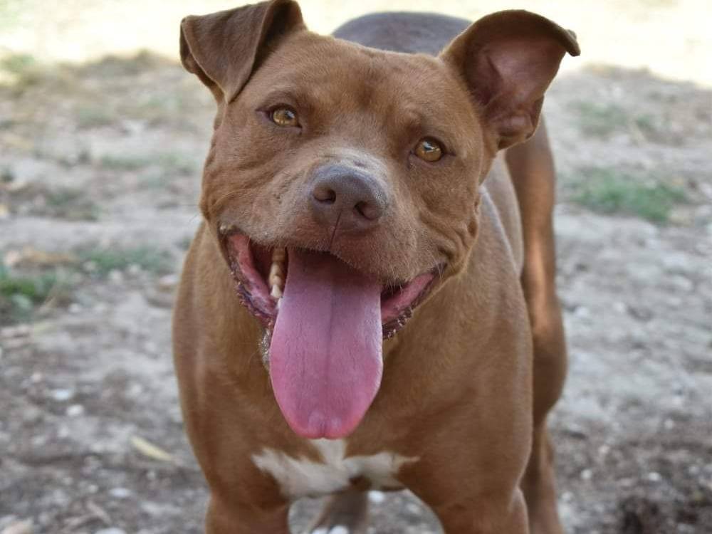 Adozione cane, maschio, Pitbull Razza sconosciuta, 8 anni, taglia media, Roma