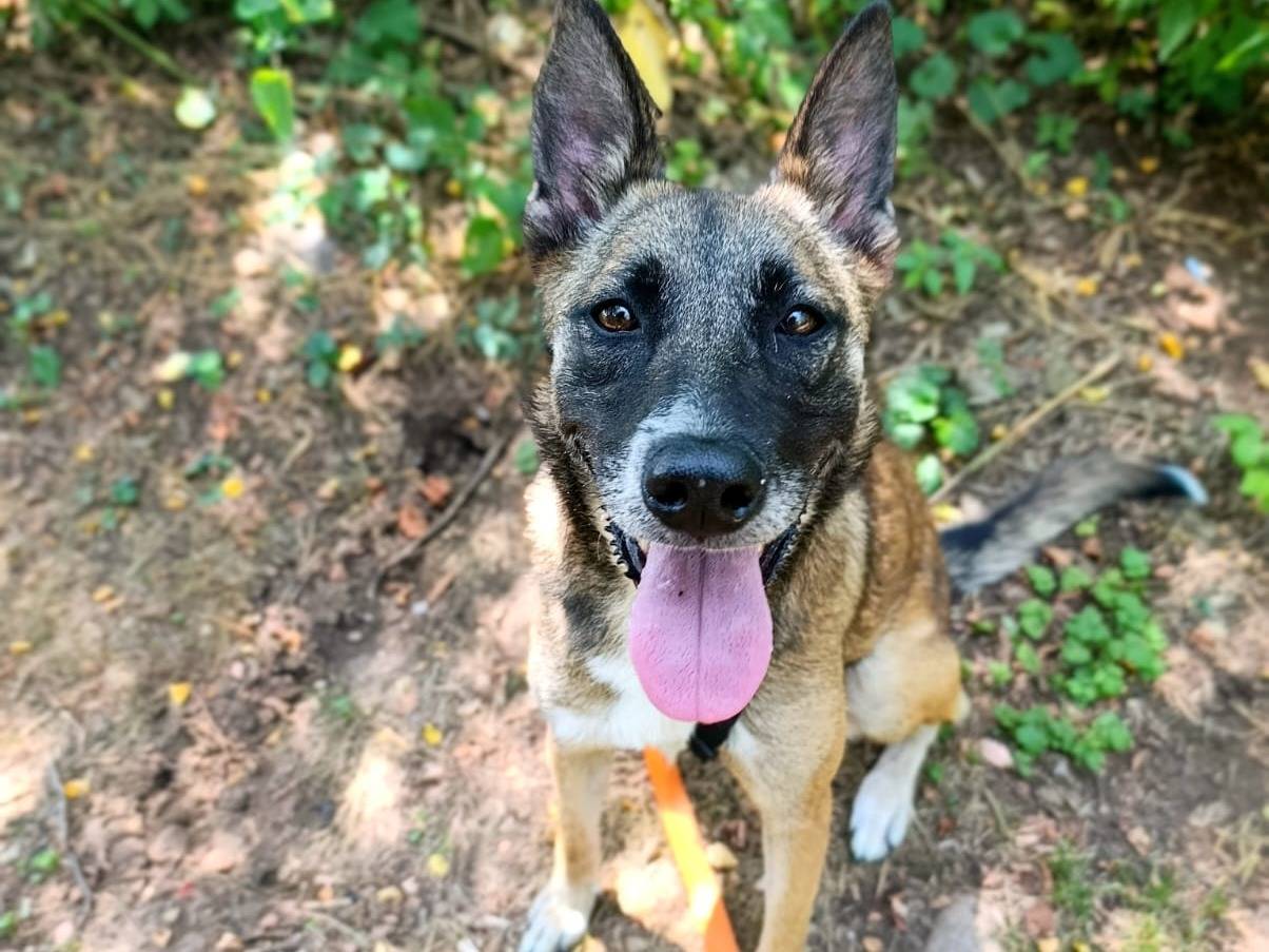 Adozione cane, femmina, Pastore Belga Malinois Razza sconosciuta, 2 anni e 2 mesi, taglia media, Milano