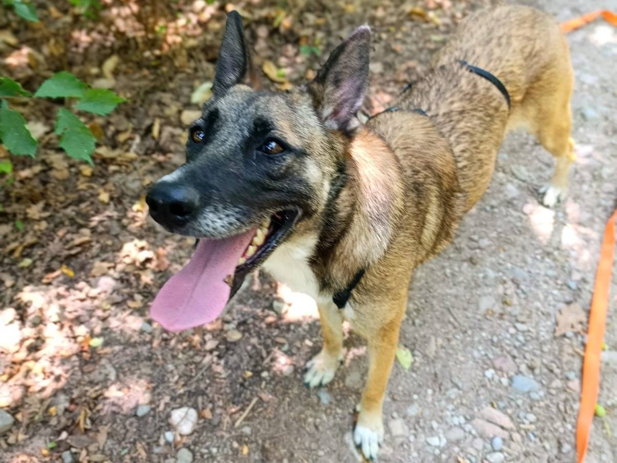 Adotta un cane, femmina, 2 anni e 2 mesi, Milano