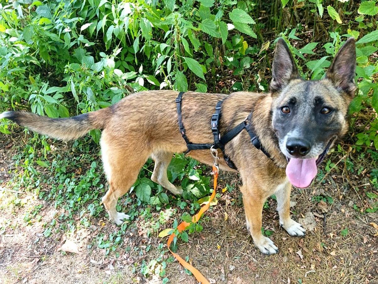 Adotta un cane, taglia media, femmina, Milano