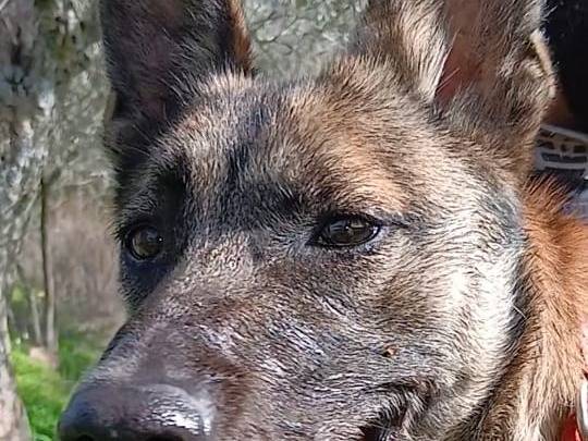 Vuoi adottare un cane a Milano?