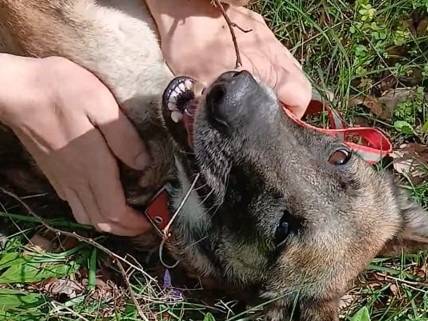 Adotta il cane Kira a Milano