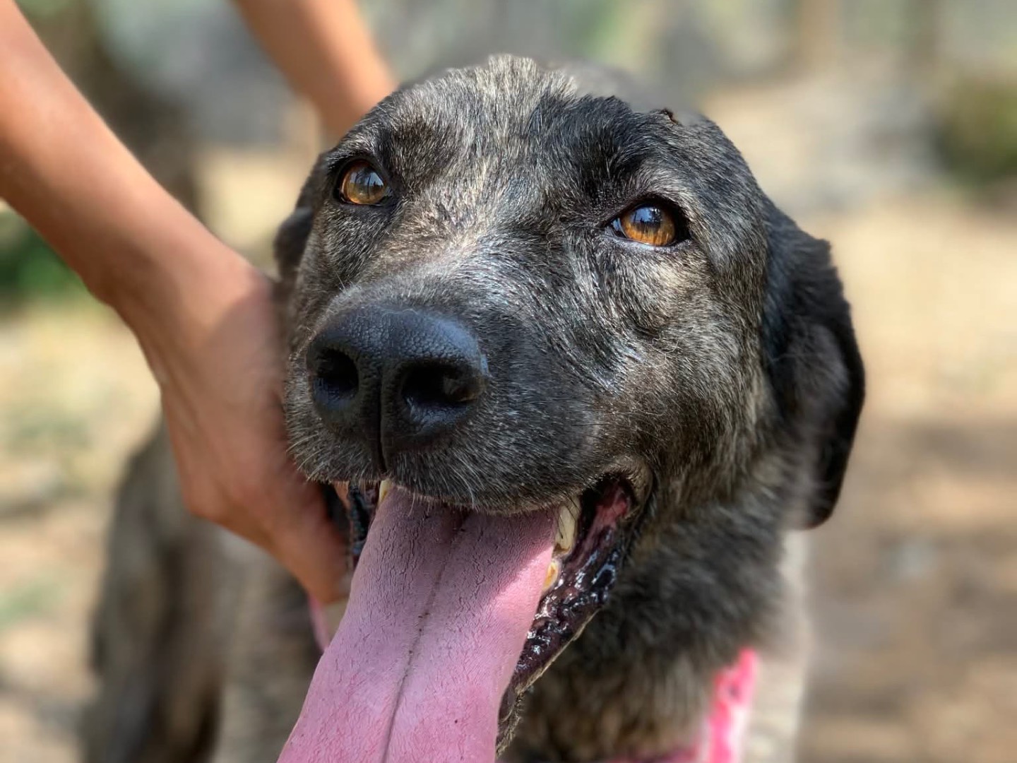 Adozione cane, femmina, Razza sconosciuta Razza sconosciuta, 7 anni e 2 mesi, taglia media, Latina