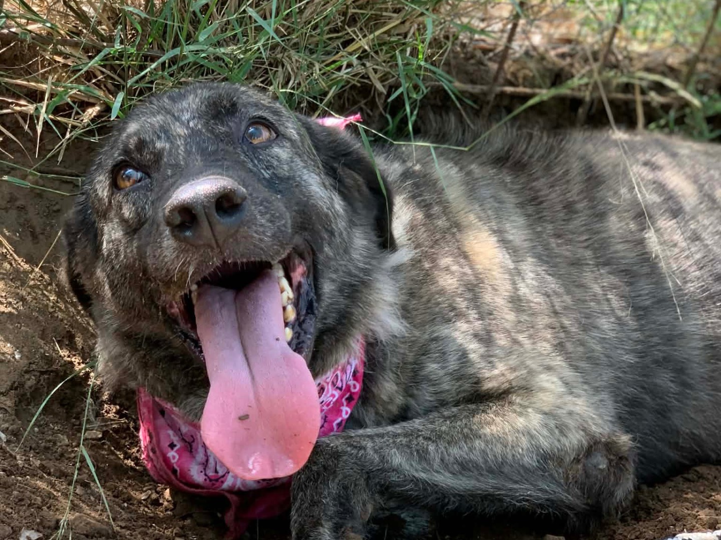 Adotta un cane, femmina, 7 anni e 2 mesi, Latina