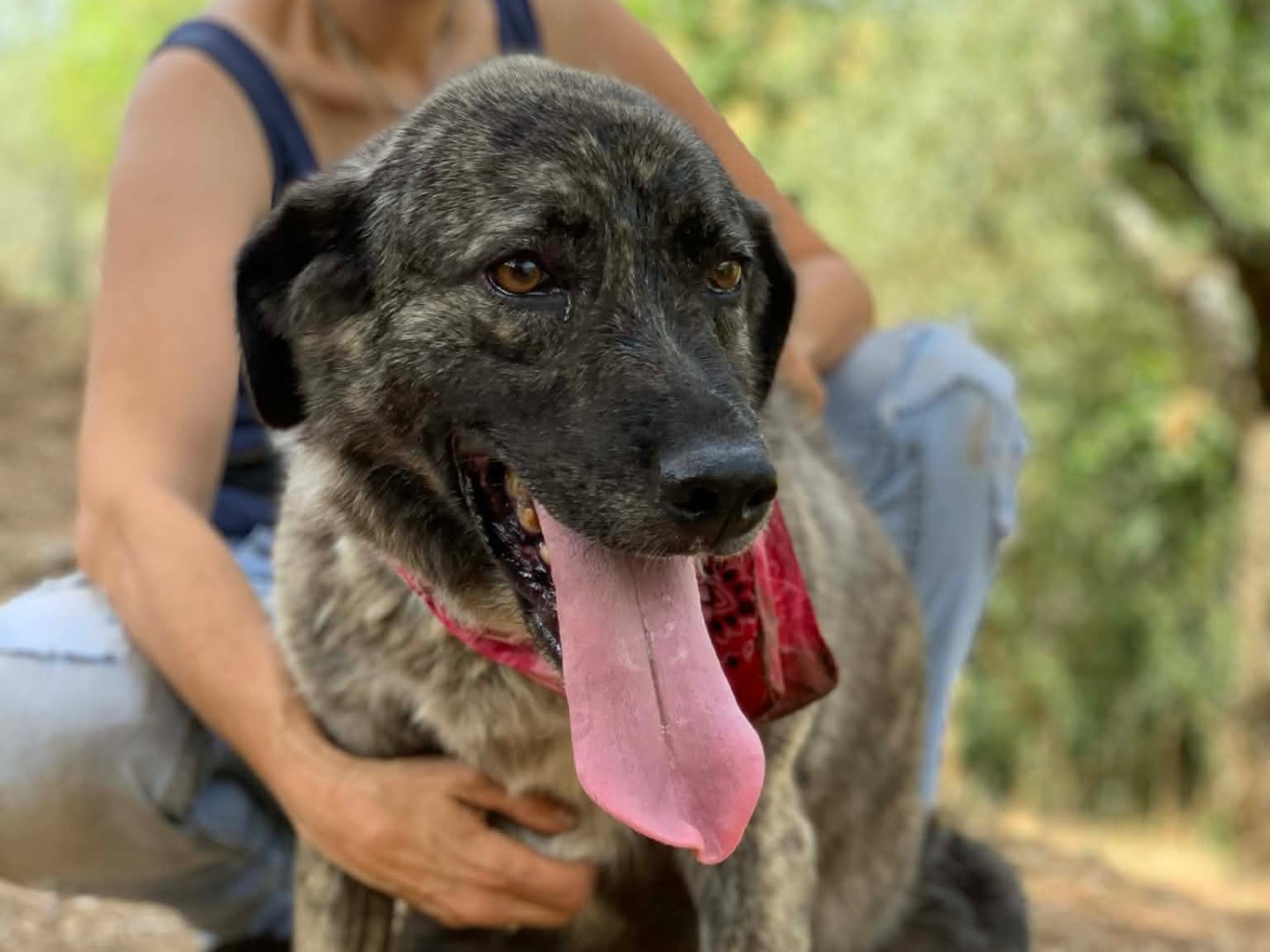 Adotta un cane, taglia media, femmina, Latina