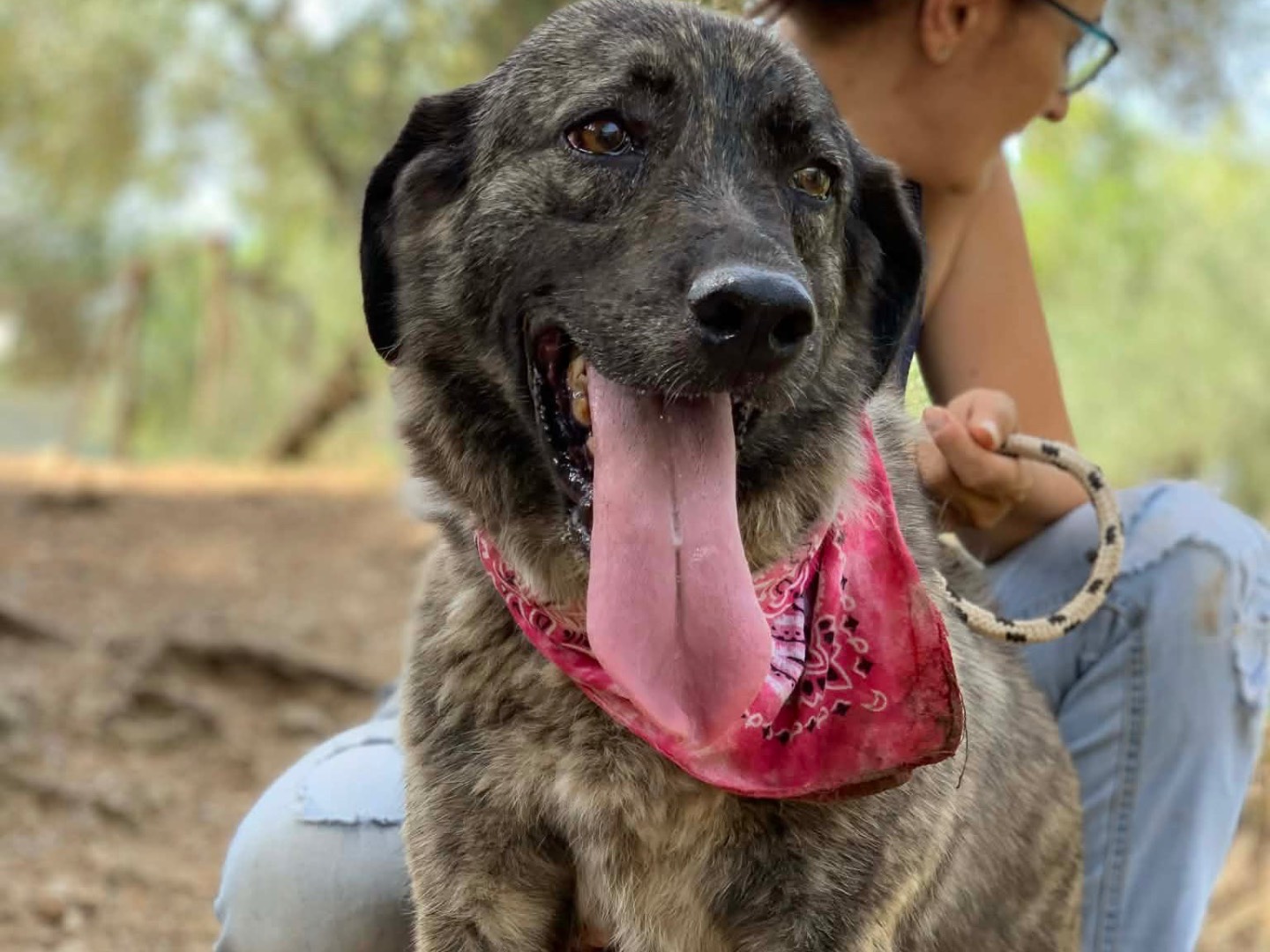 Vuoi adottare un cane a Latina?