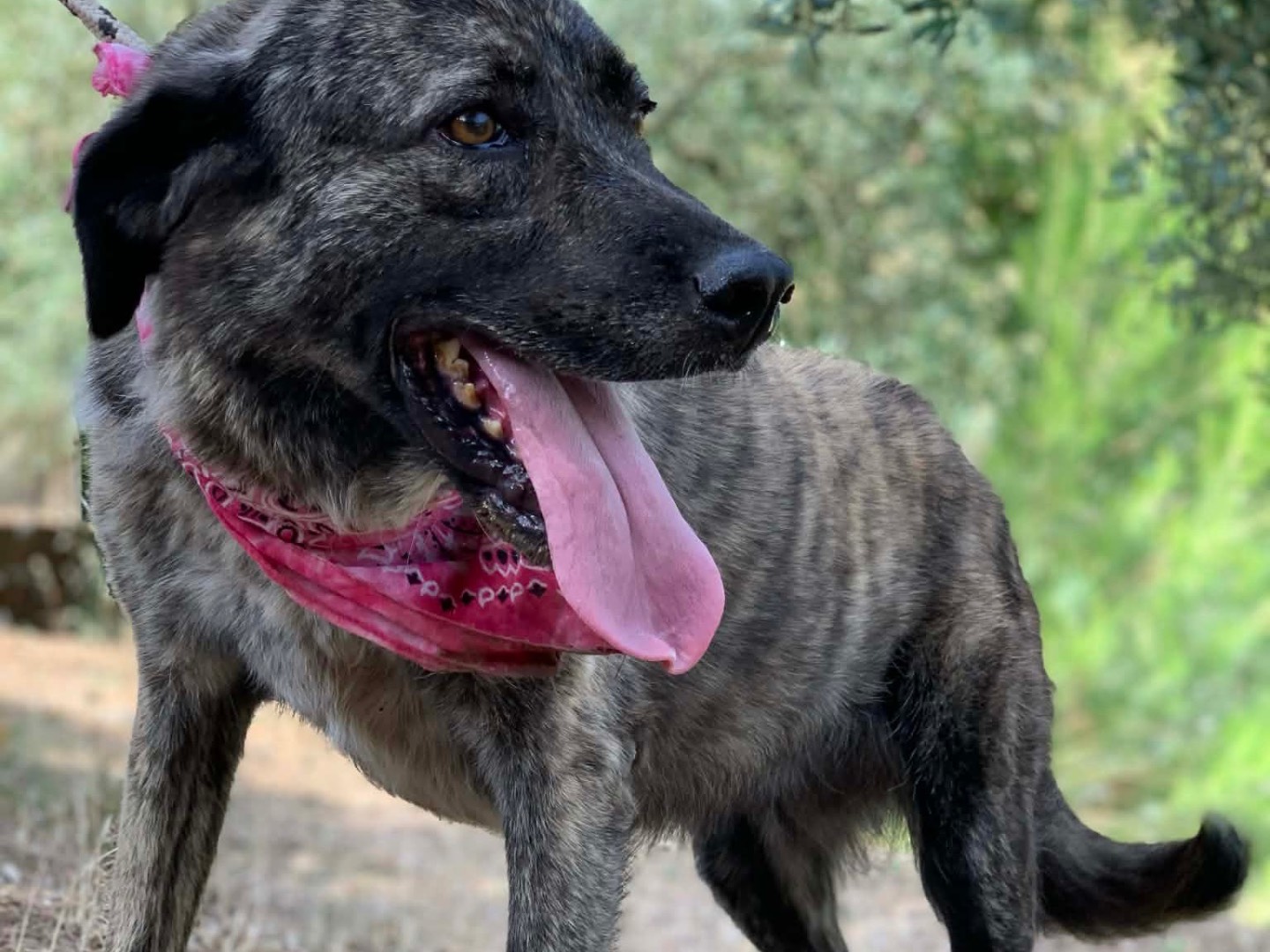 Adotta il cane Vienna  a Latina