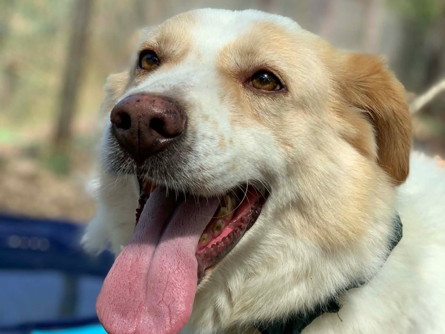 Adozione cane, maschio, Razza sconosciuta Razza sconosciuta, 7 anni e 2 mesi, taglia media, Latina