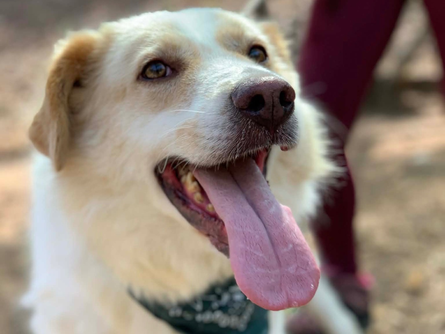 Adotta un cane, maschio, 7 anni e 2 mesi, Latina