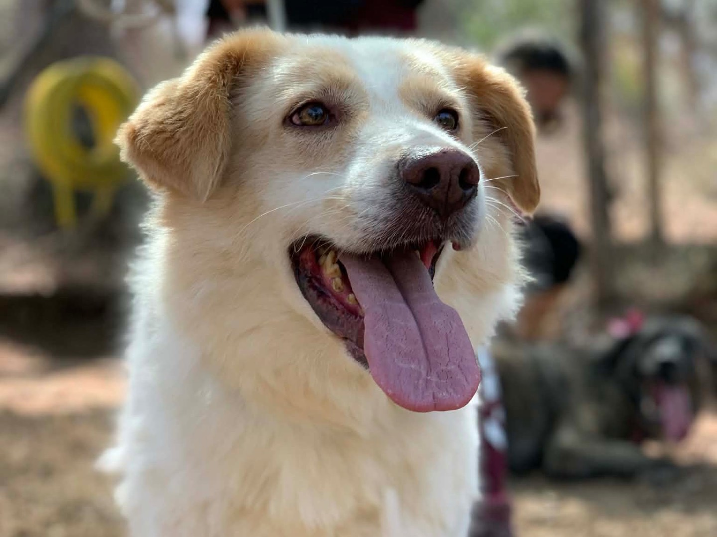 Adotta un cane, taglia media, maschio, Latina