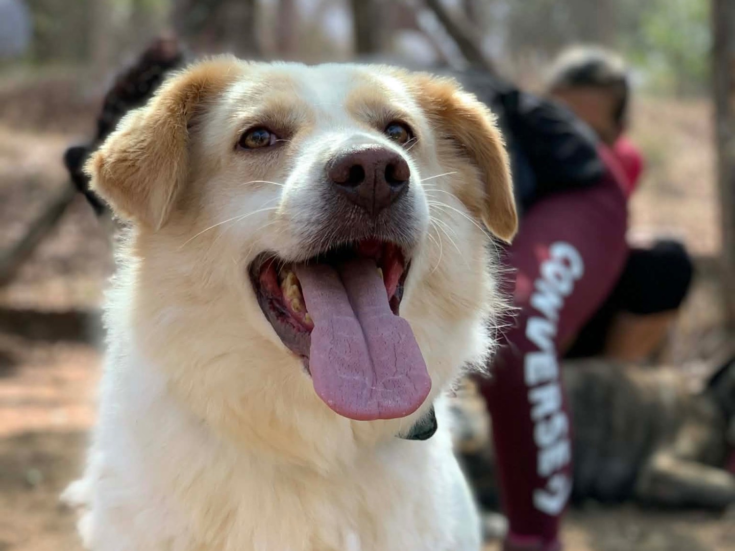 Adotta il cane Frappè a Latina