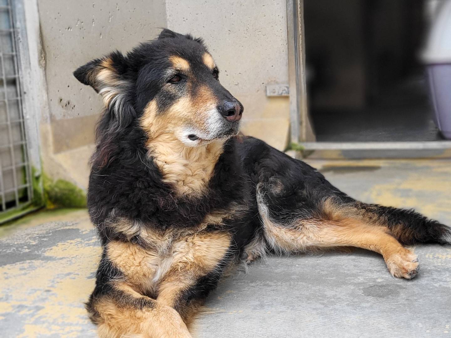 Adozione cane, maschio, Pastore tedesco Razza sconosciuta, 13 anni e 6 mesi, taglia gigante, Roma