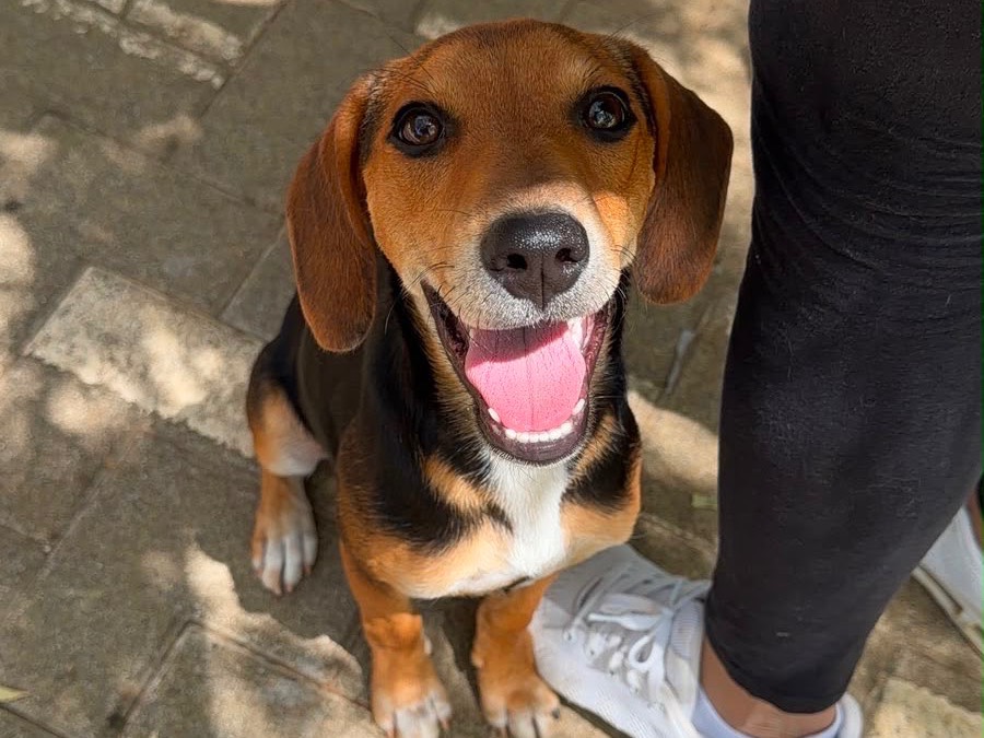 Adozione cane, maschio, Razza sconosciuta Razza sconosciuta, 3 mesi, taglia media contenuta, Frosinone