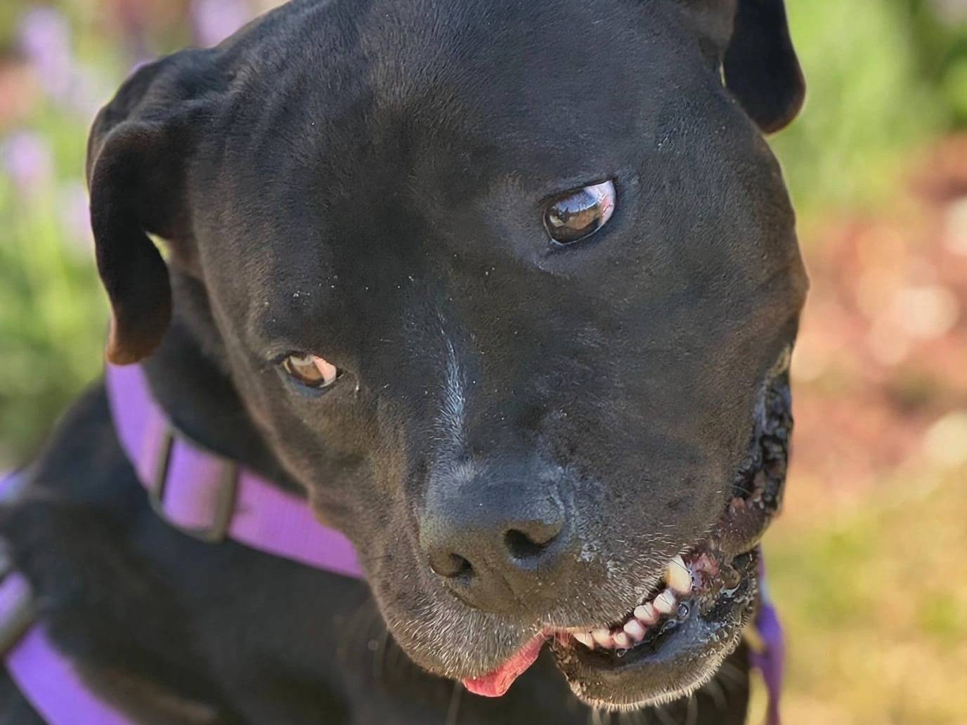 Adozione cane, femmina, Pitbull Razza sconosciuta, 4 anni, taglia media, Roma