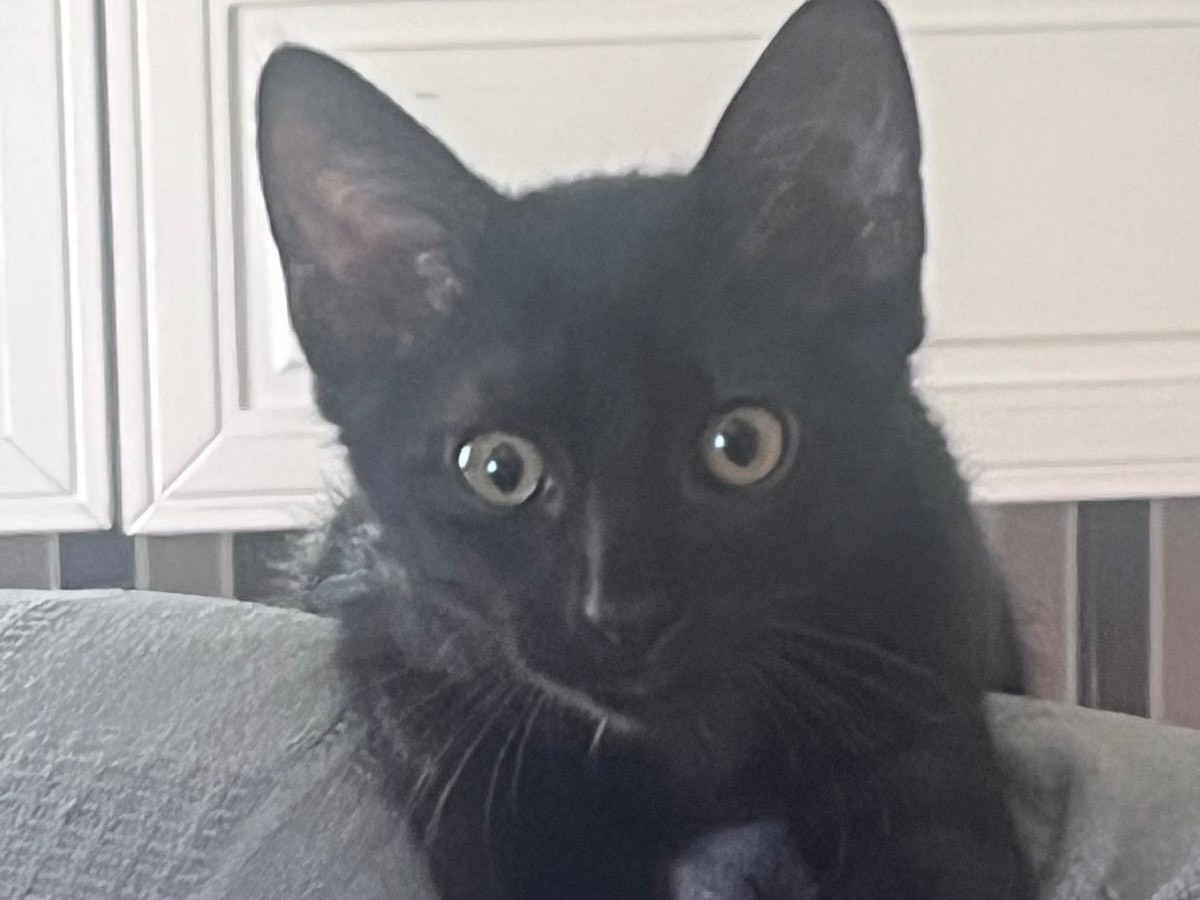 Vuoi adottare un gatto a Siracusa?