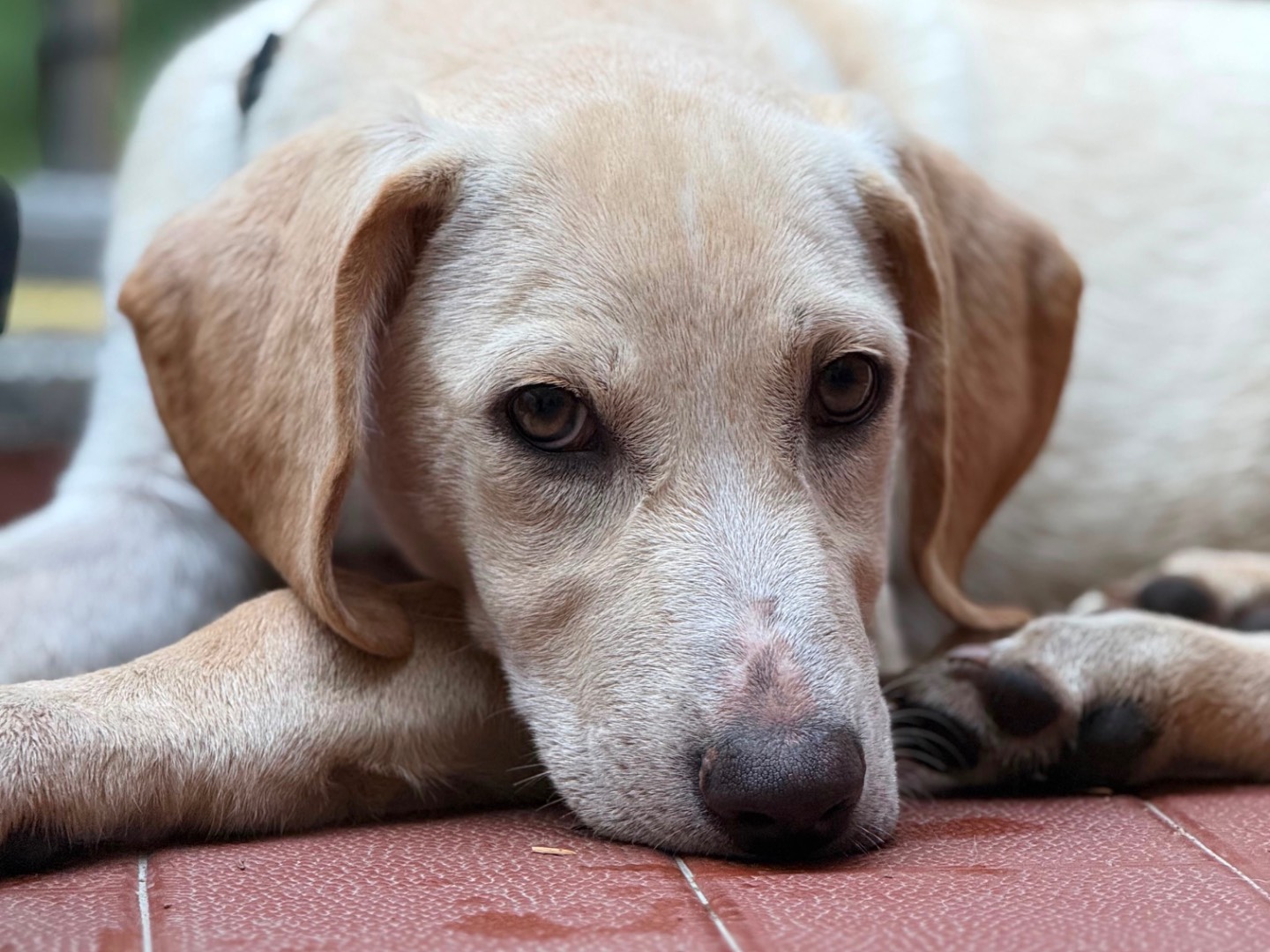 Adozione cane, maschio, Razza sconosciuta Razza sconosciuta, 4 mesi, taglia media, Milano