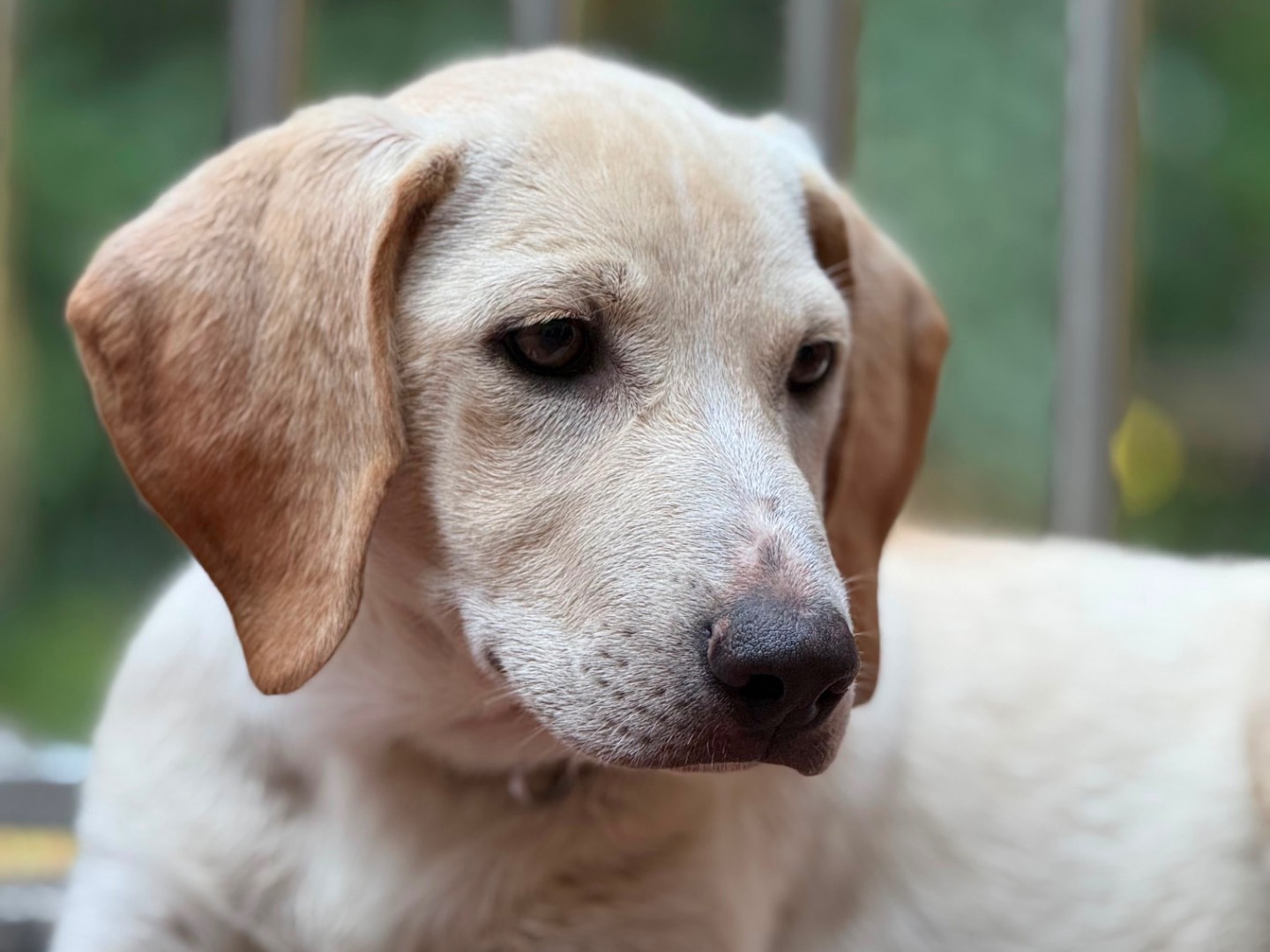 Adotta un cane, maschio, 4 mesi, Milano