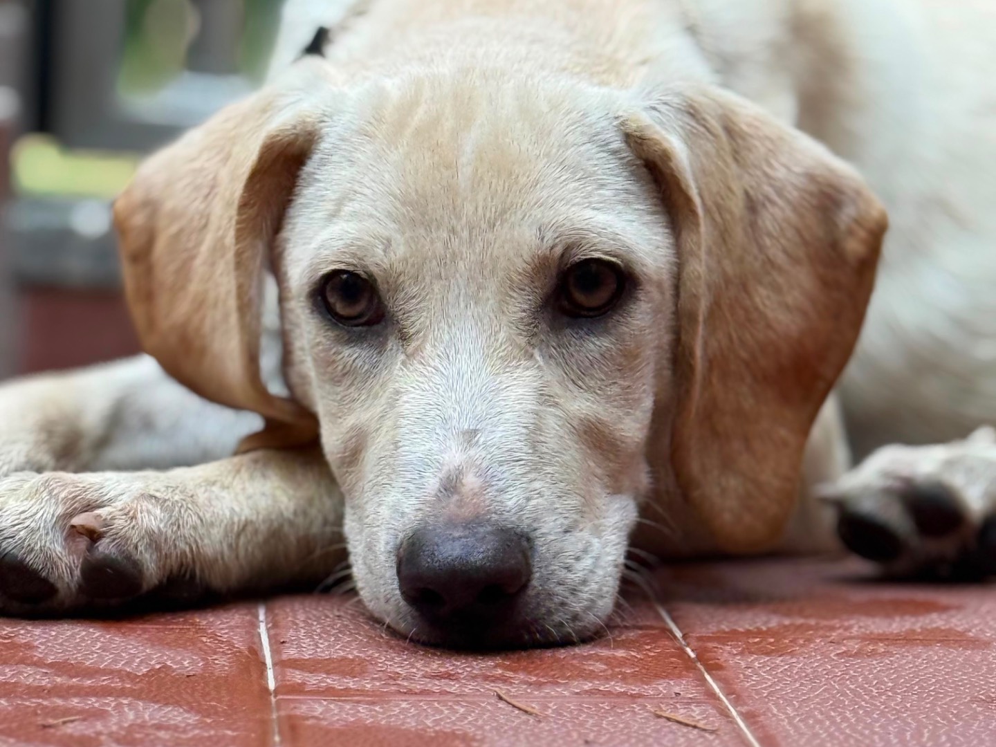 Adotta un cane, taglia media, maschio, Milano