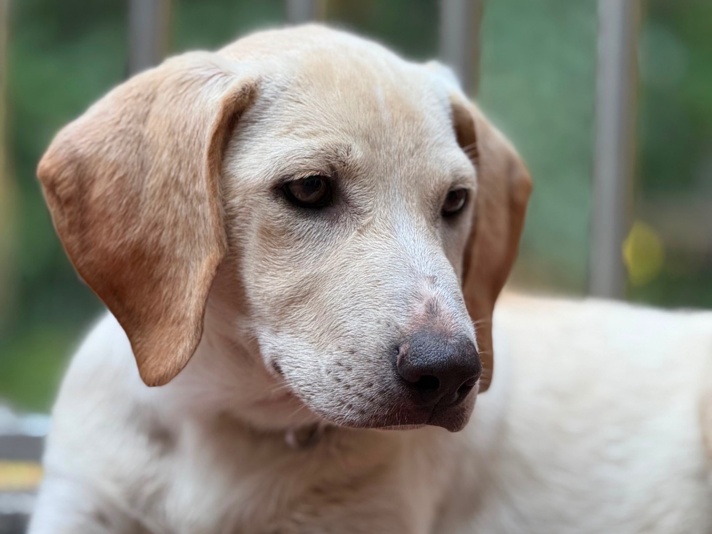 Vuoi adottare un cane a Milano?