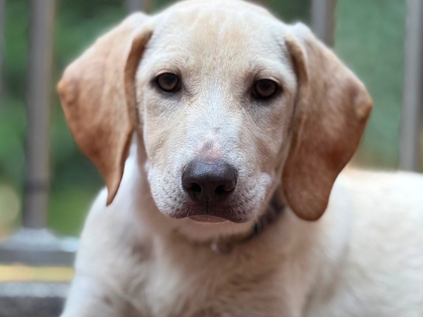 Adotta il cane Zumo a Milano