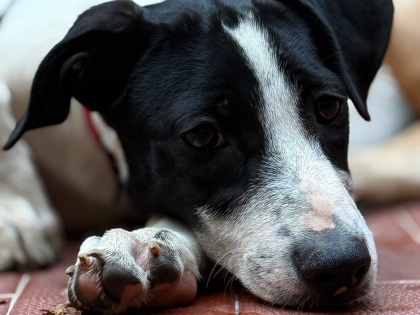 Adotta un cane, femmina, 4 mesi, Milano