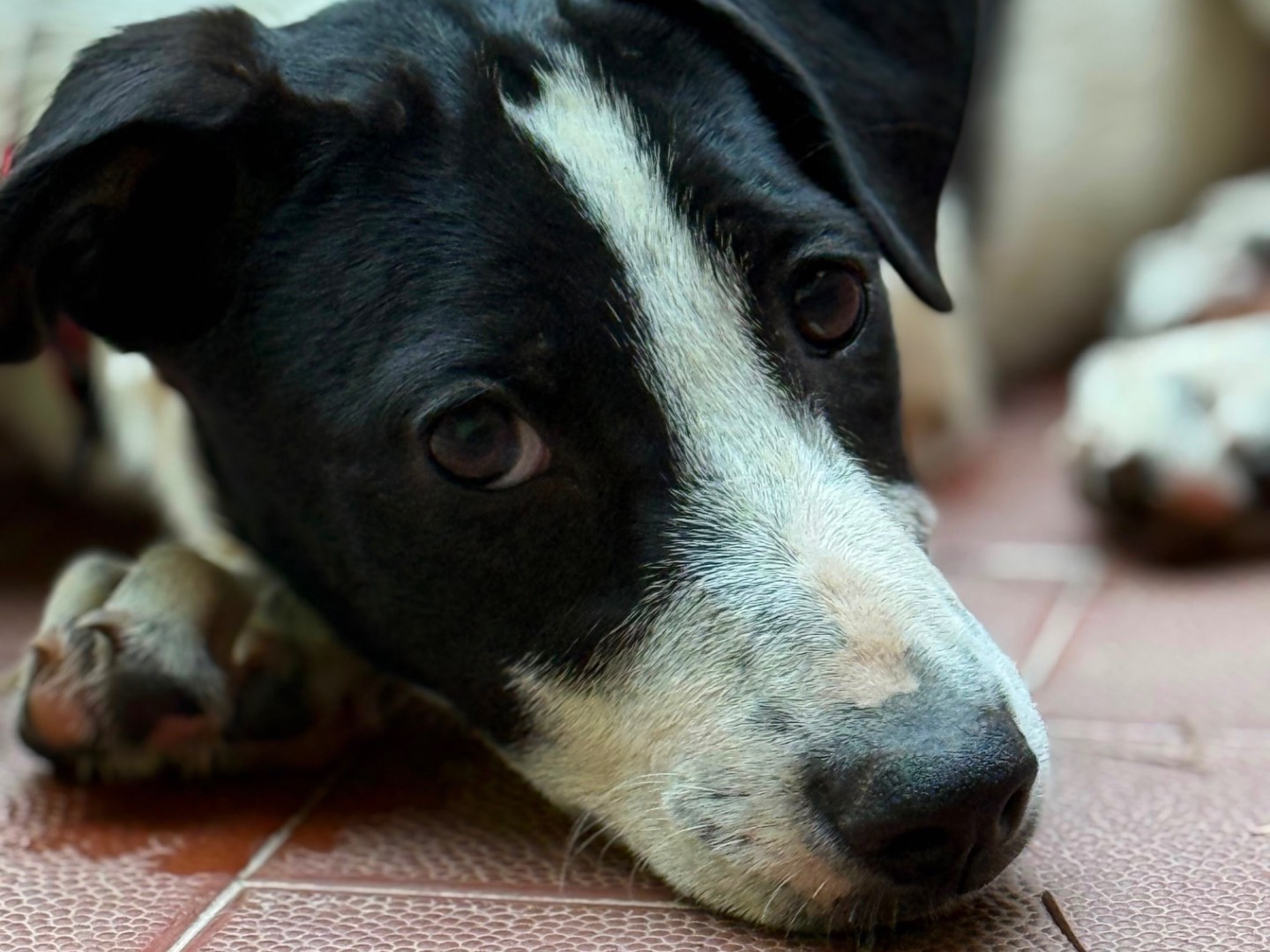 Vuoi adottare un cane a Milano?