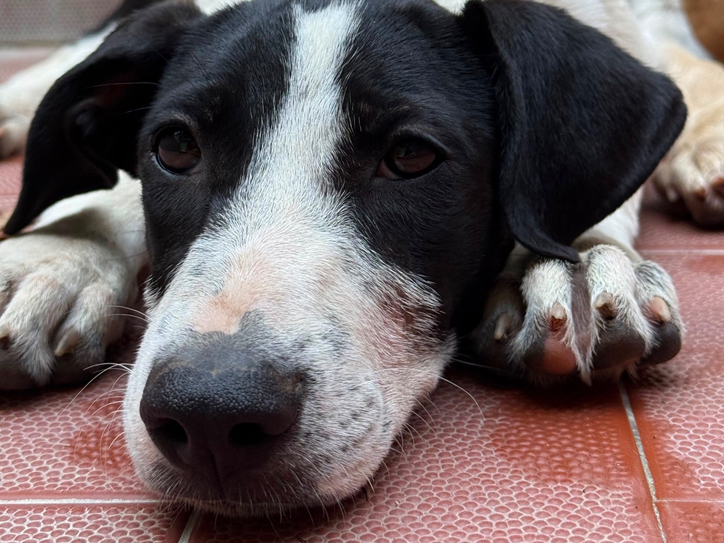 Adotta un cane, taglia media, femmina, Milano