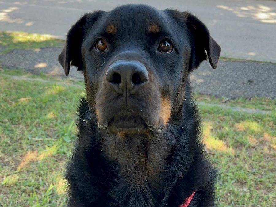 Adozione cane, maschio, Rottweiler Razza sconosciuta, 9 anni e 10 mesi, taglia gigante, Roma