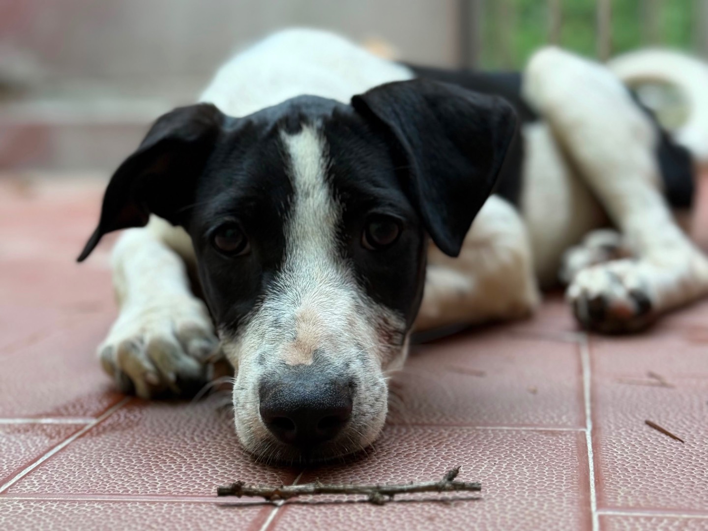 Adozione cane, femmina, Razza sconosciuta Razza sconosciuta, 4 mesi, taglia media, Milano