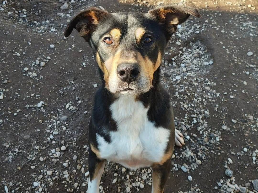 Adozione cane, maschio, Segugio Pitbull, 7 anni e 3 mesi, taglia media, Roma