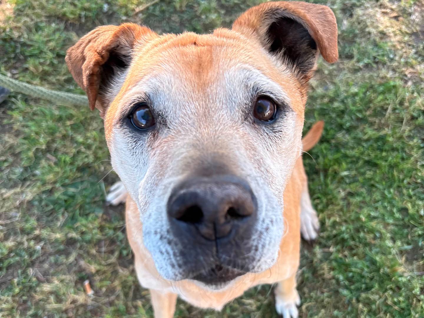 Adozione cane, femmina, Segugio Razza sconosciuta, 13 anni e 6 mesi, taglia media, Roma