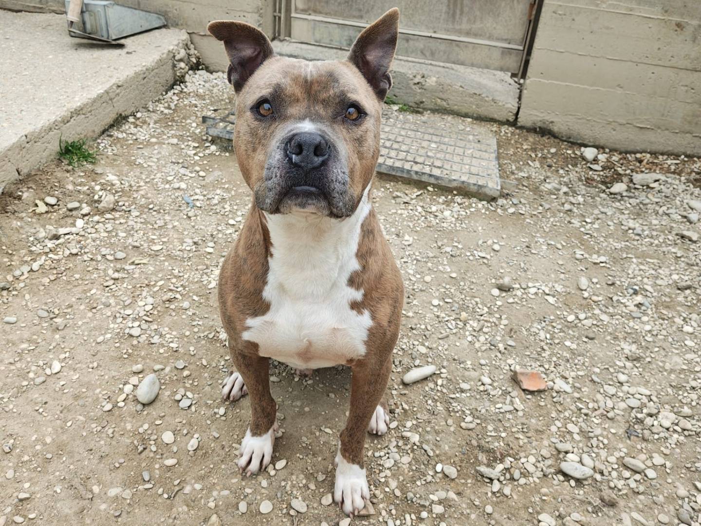 Adozione cane, maschio, Pitbull Razza sconosciuta, 9 anni e 6 mesi, taglia media, Roma
